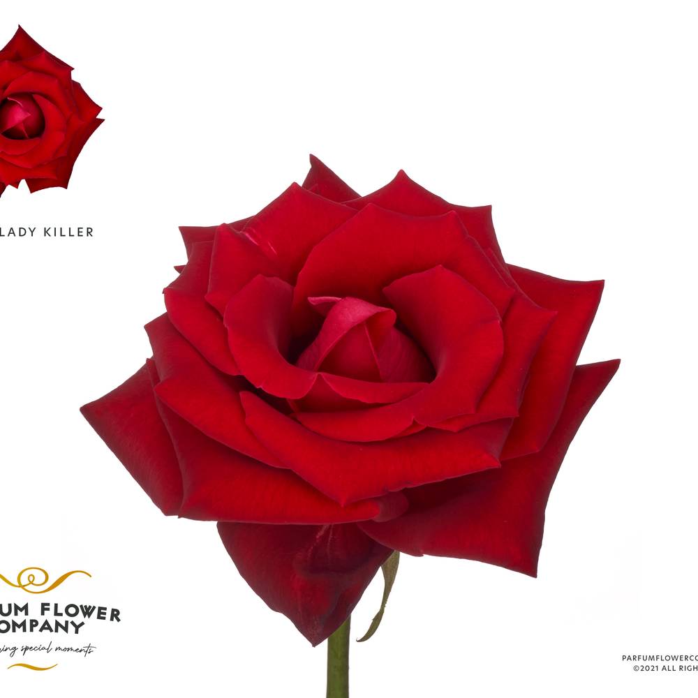 Rose rot Lady Killer 50cm