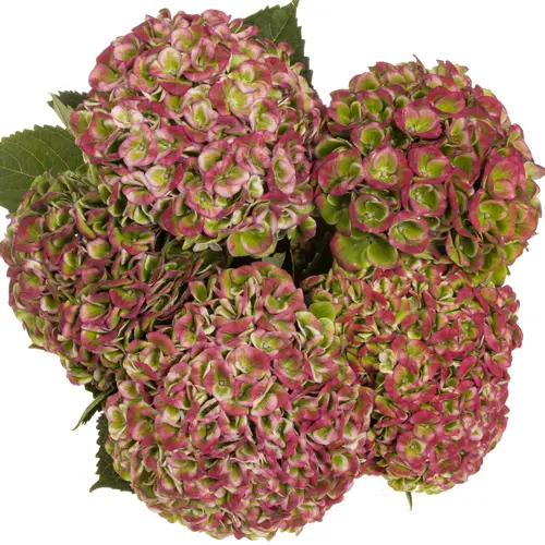 Hortensie rot/grün Revolution classic Bol 16cm 60cm