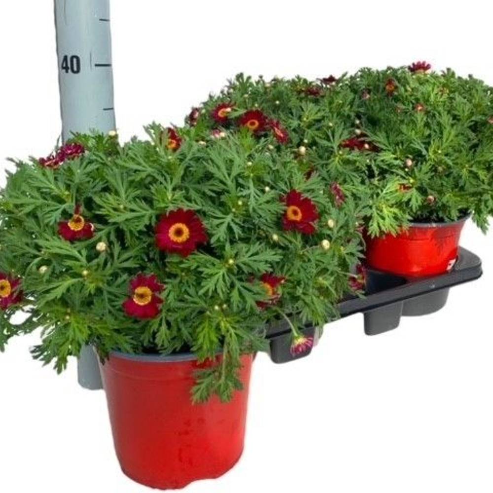 Margerite rot T18 H045
