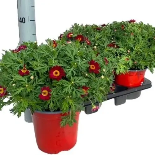 Margerite rot T18 H045