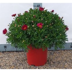 Margerite rot T18 H045