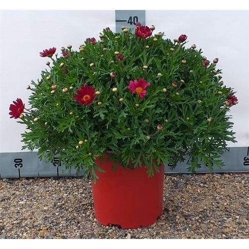 Margerite rot T18 H045