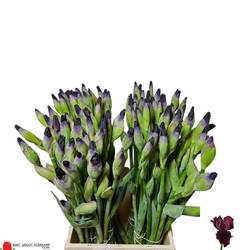 Iris weinrot Cup Race Morning Show 55 cm