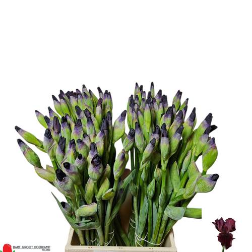 Iris weinrot Cup Race Morning Show 55 cm