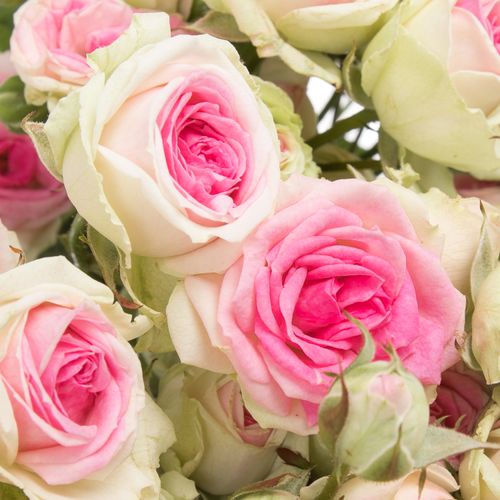 Rose verzweigt rosa Mimi Eden 5+Blüte 60cm