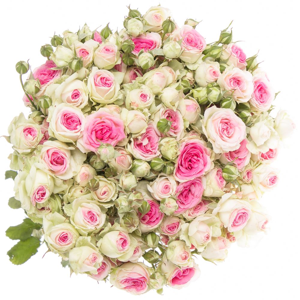 Rose verzweigt rosa Mimi Eden 5+Blüte 60cm