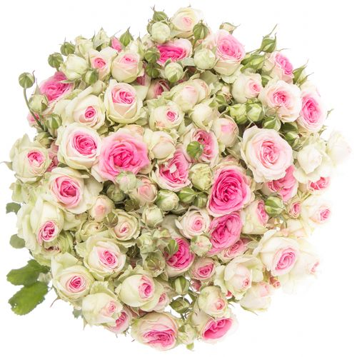 Rose verzweigt rosa Mimi Eden 5+Blüte 60cm
