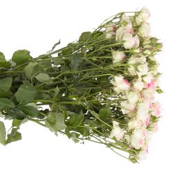 Rose verzweigt rosa Mimi Eden 5+Blüte 60cm