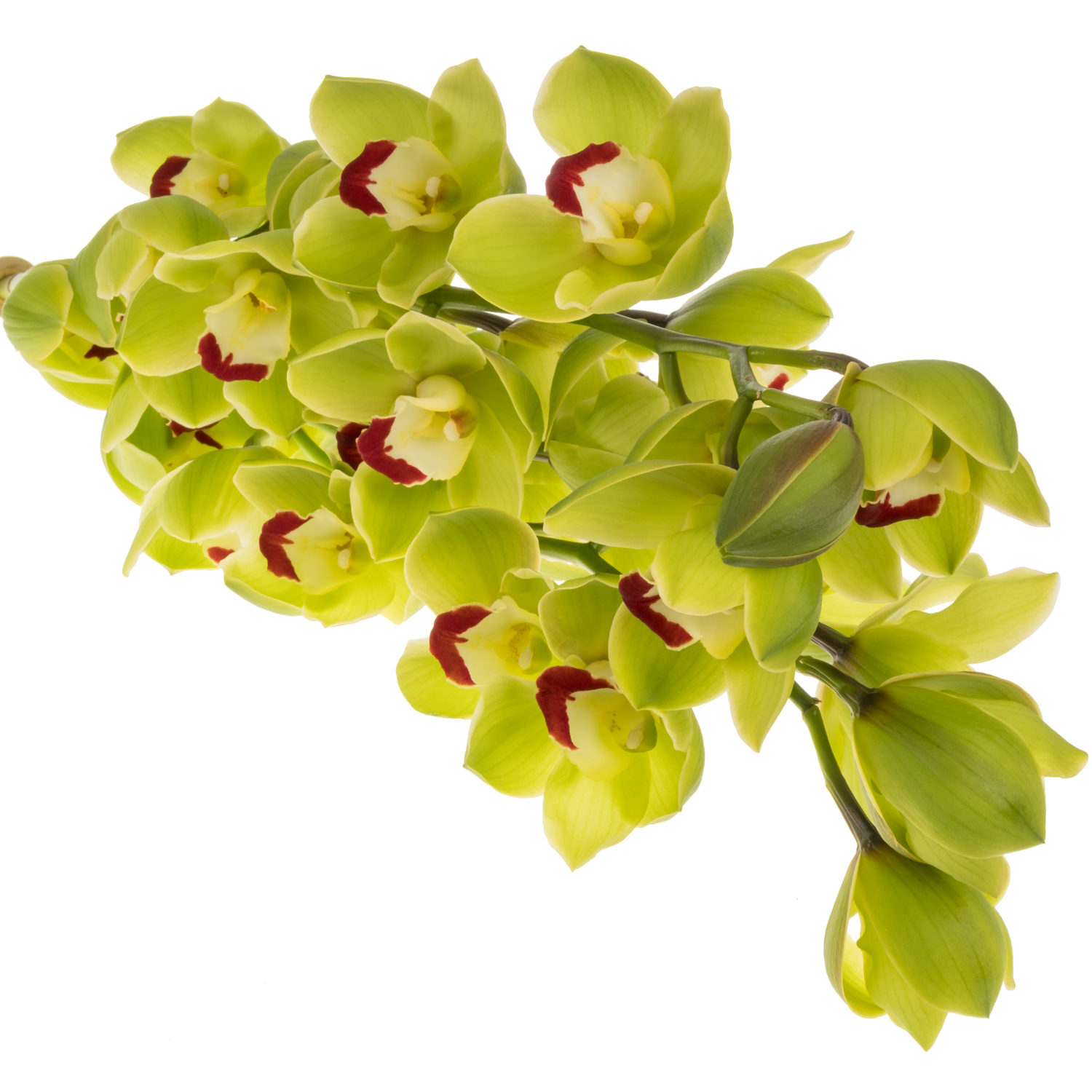 Cymbidium grün Cobra 80cm 13+Blüte