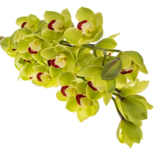 Cymbidium grün Cobra 80cm 13+Blüte
