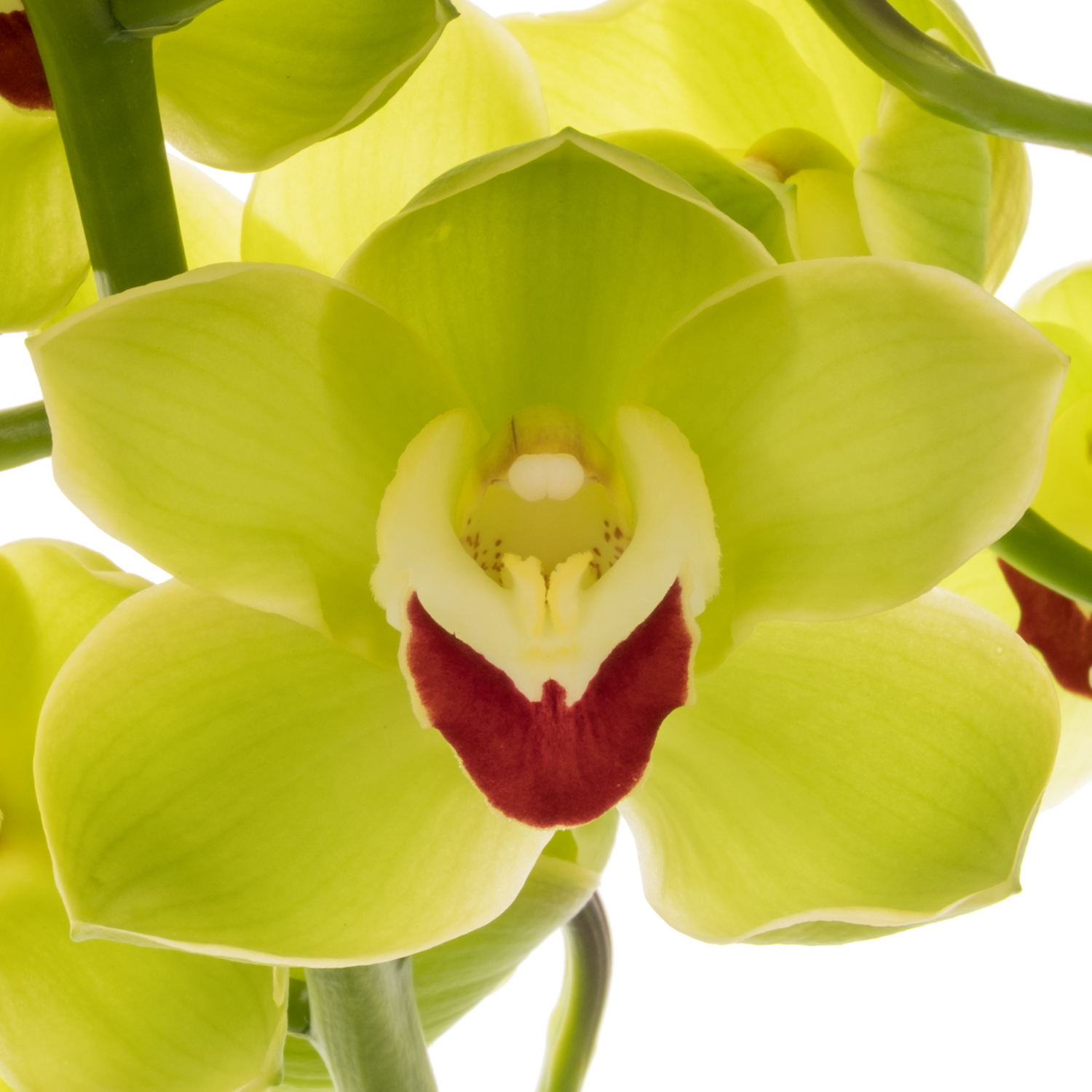 Cymbidium grün Cobra 80cm 13+Blüte