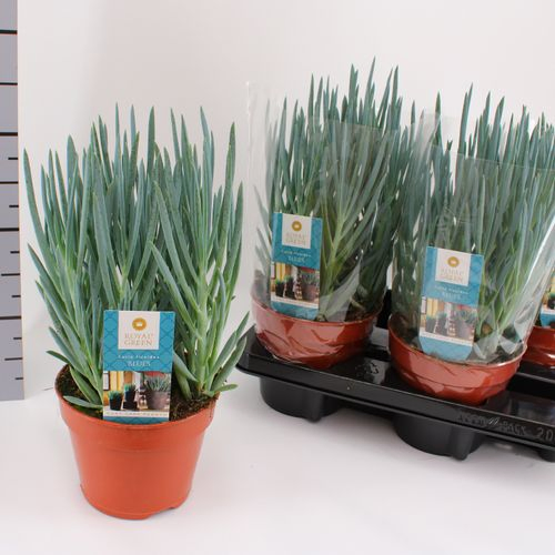 Senecio Curio blues T15 H30