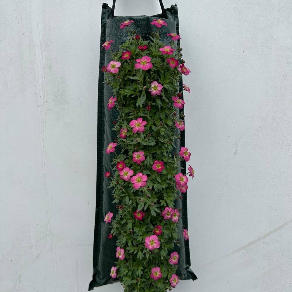 Saxifraga rot Wandhänger