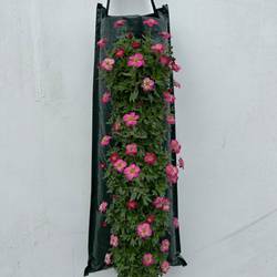 Saxifraga rot Wandhänger