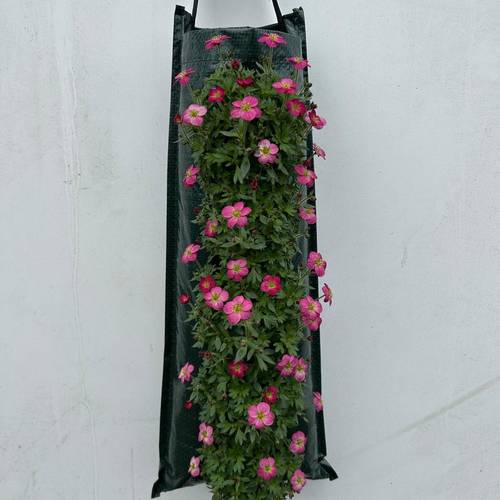 Saxifraga rot Wandhänger