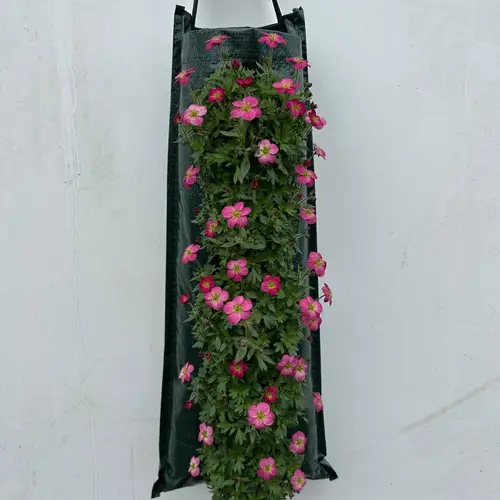 Saxifraga rot Wandhänger