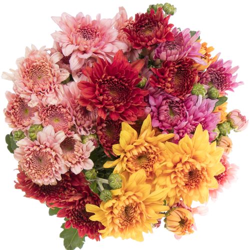 Chrys.Freil.Tros mix Gompie 60 Gramm 60cm