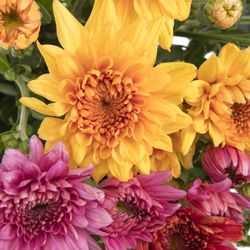 Chrys.Freil.Tros mix Gompie 60 Gramm 60cm