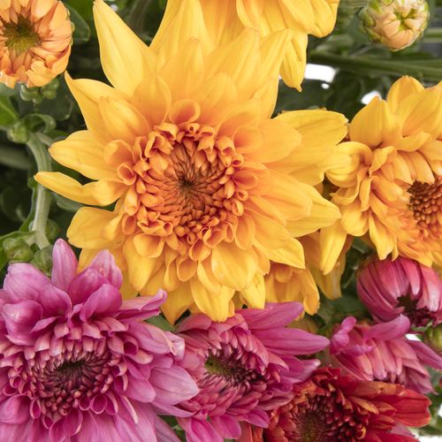 Chrys.Freil.Tros mix Gompie 60 Gramm 60cm