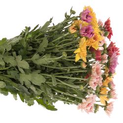 Chrys.Freil.Tros mix Gompie 60 Gramm 60cm