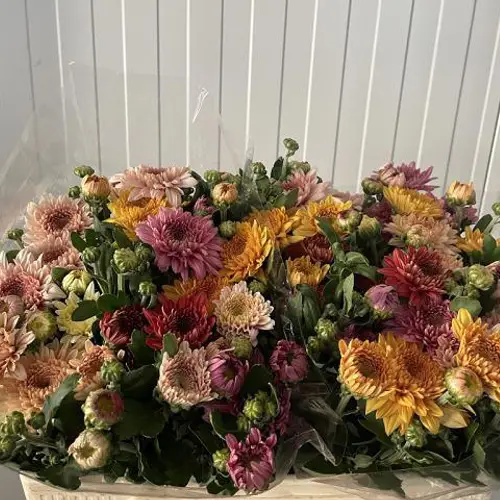 Chrys.Freil.Tros mix Gompie 85 Gramm 55cm