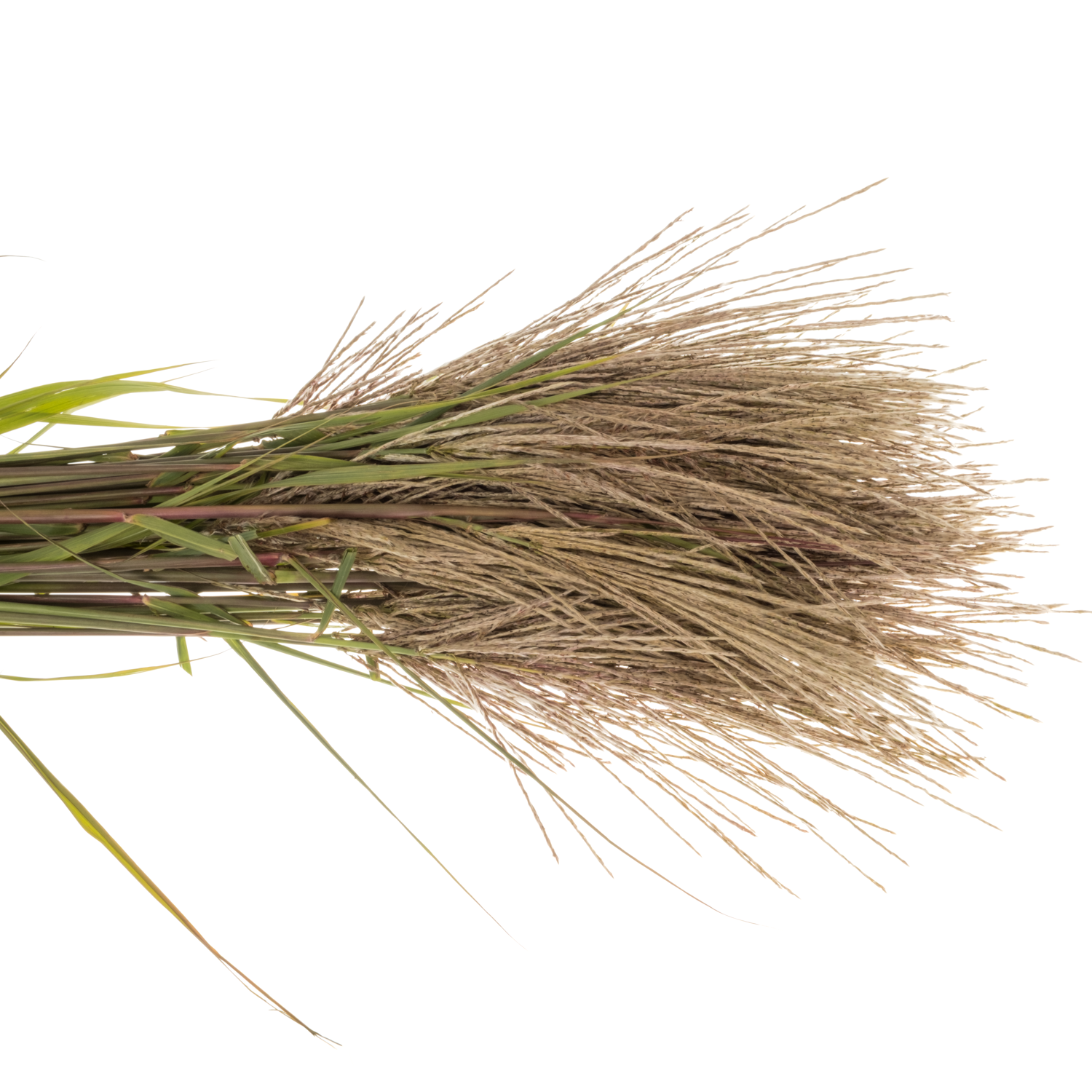 Ziergras grau-grün Miscanthus Gracillimus 100cm