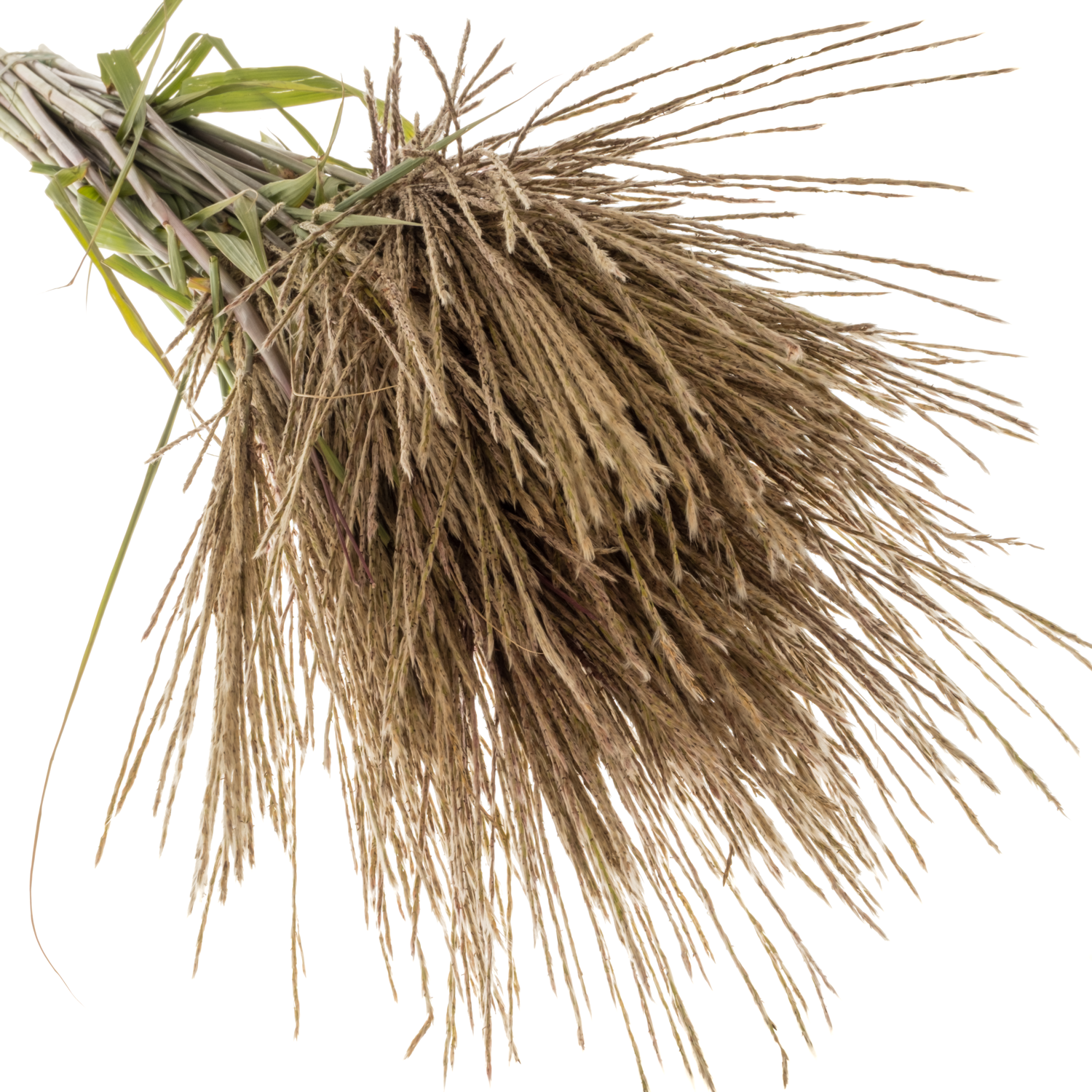 Ziergras grau-grün Miscanthus Gracillimus 100cm
