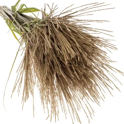 Ziergras grau-grün Miscanthus Gracillimus 100cm