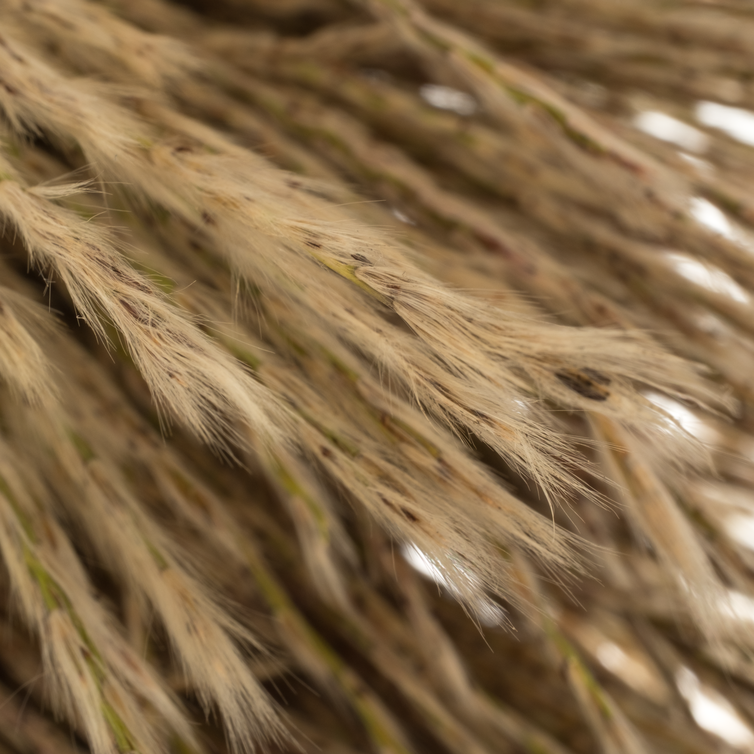 Ziergras grau-grün Miscanthus Gracillimus 100cm