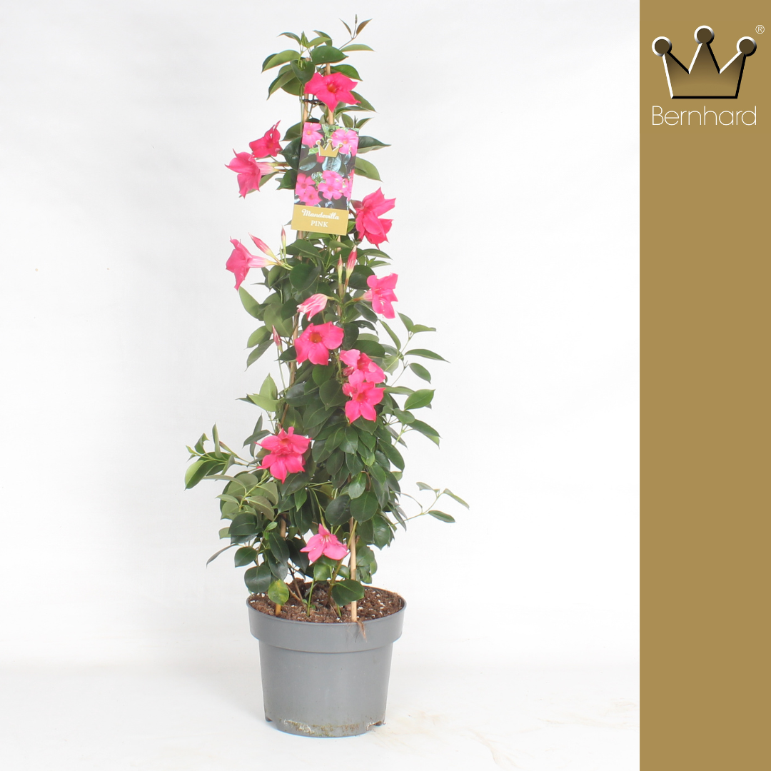 Mandeville rosa Pyramide T23 H090