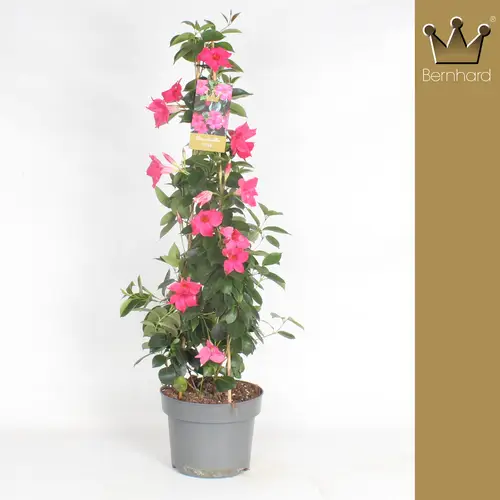 Mandeville rosa Pyramide T23 H090