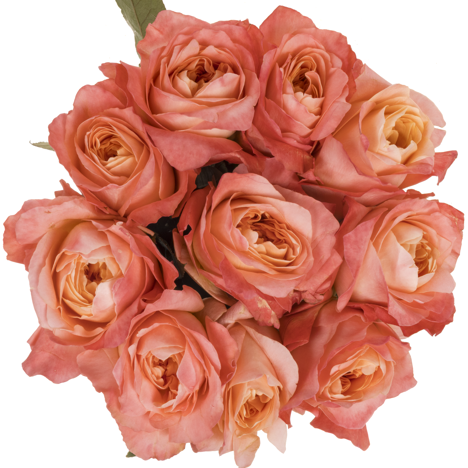 Rose orange/rosa Dragonfly (Ec) 40cm X10