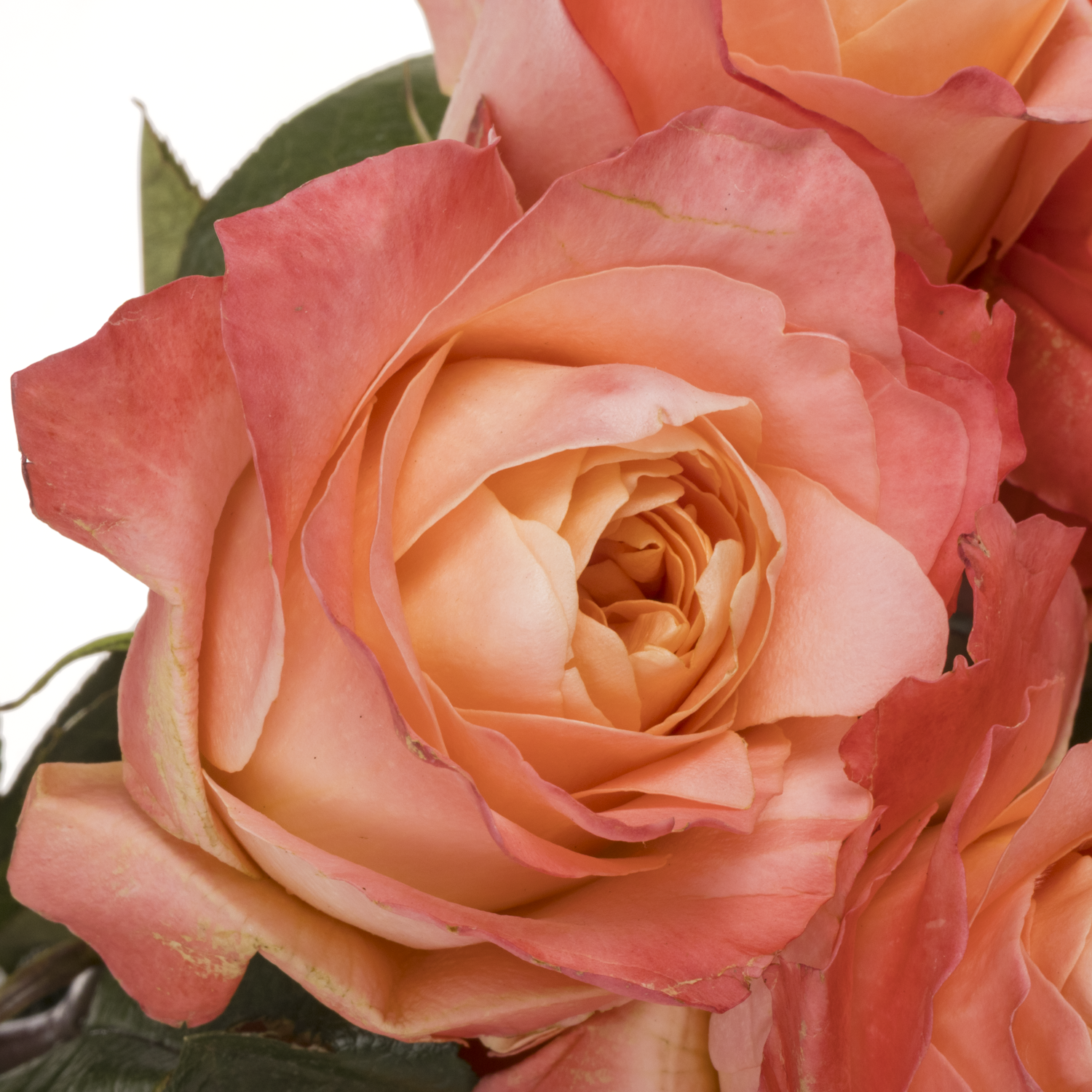 Rose orange/rosa Dragonfly (Ec) 40cm X10