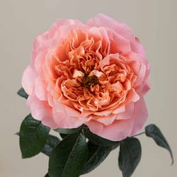 Rose orange/rosa Dragonfly (Ec) 40cm X10