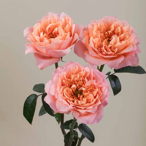 Rose orange/rosa Dragonfly (Ec) 40cm X10