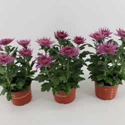 Chrys.lila Anastasia T15 H035