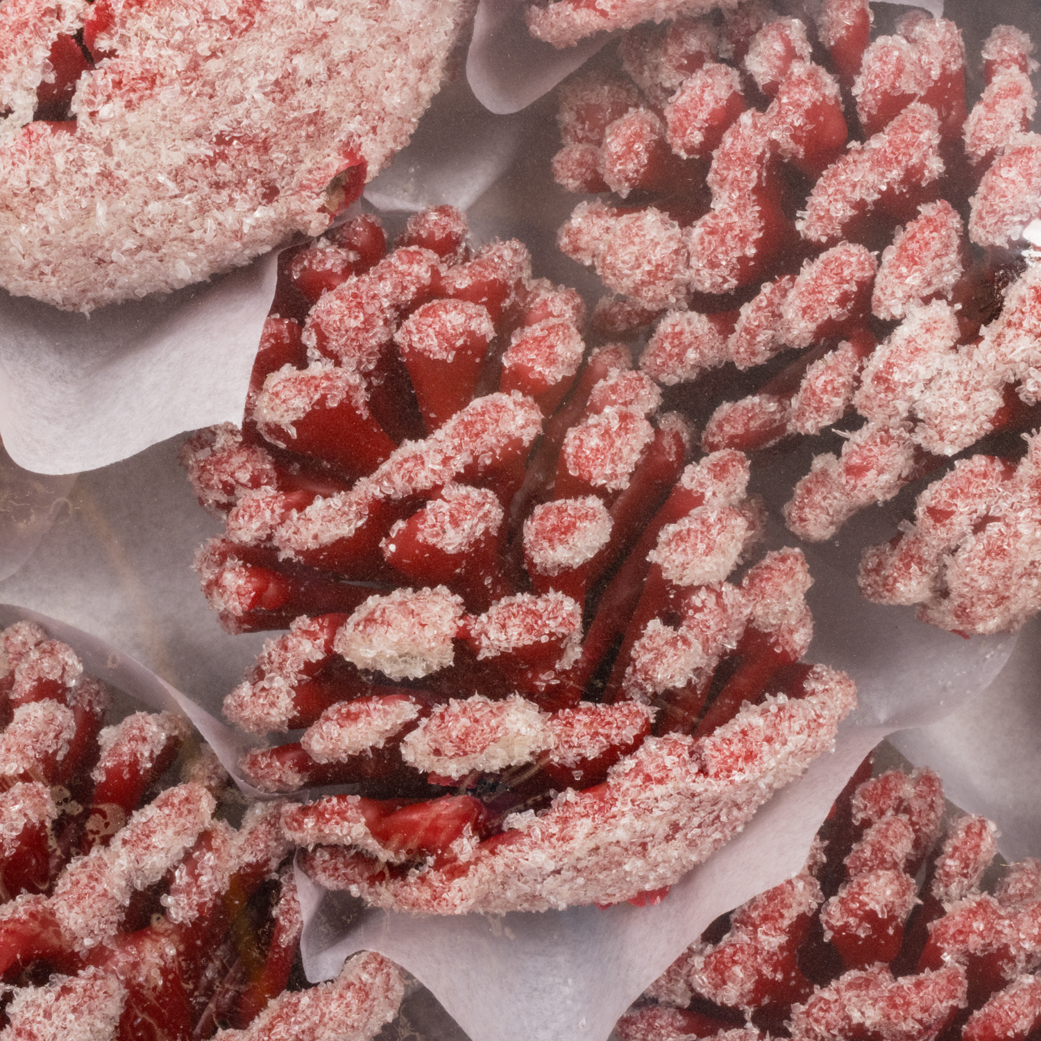 Zapfe rot Schnee Wachs 9cm