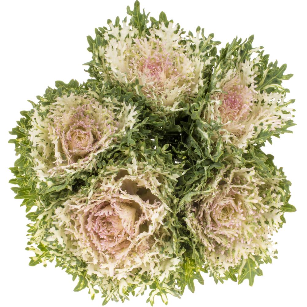 Zierkohl creme/rosa Crane King 70cm