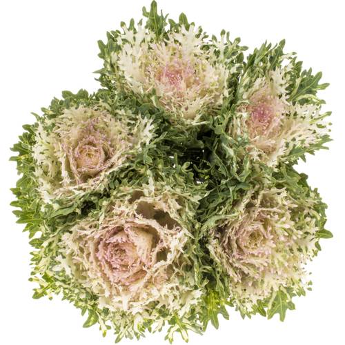 Zierkohl creme/rosa Crane King 70cm