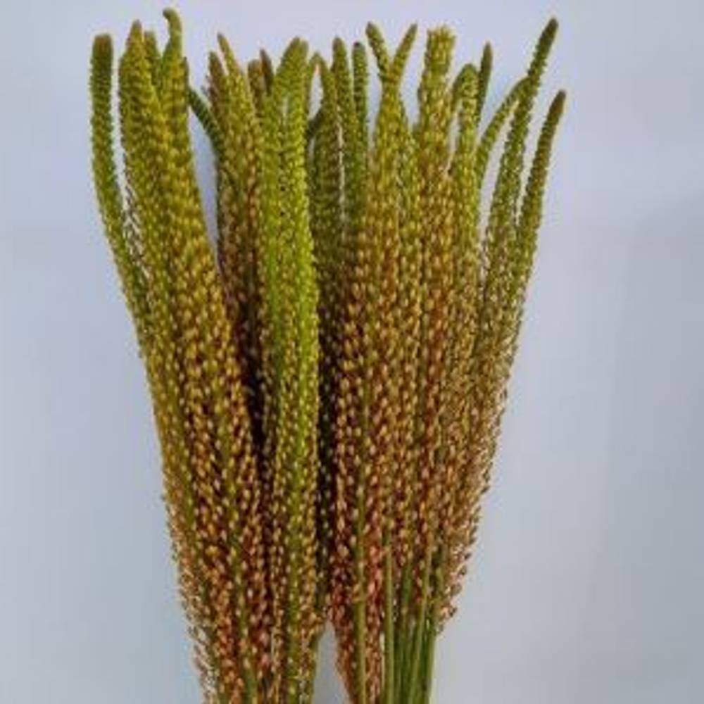 Eremurus  orange Rumba 90cm