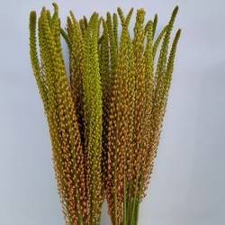 Eremurus  orange Rumba 90cm