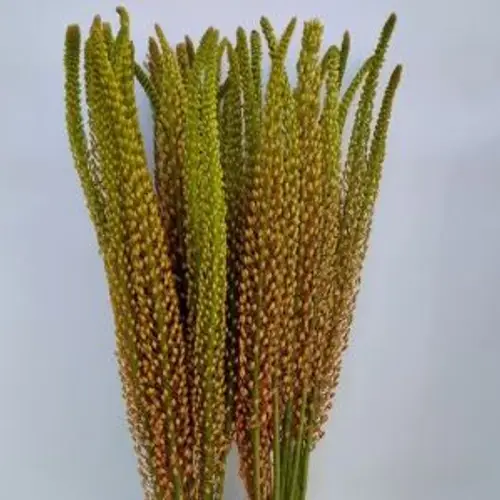 Eremurus  orange Rumba 90cm