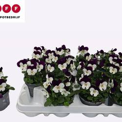 Hornveilchen weiss/purple Jump T09 H012