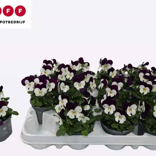 Hornveilchen weiss/purple Jump T09 H012