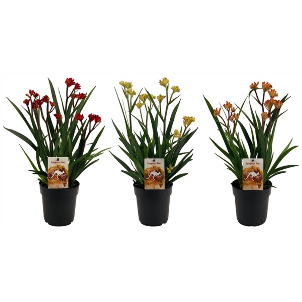 Anigozanthos mix T12 H40