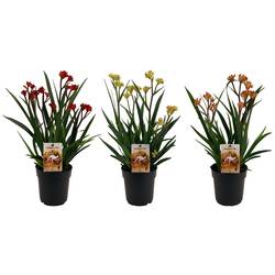 Anigozanthos mix T12 H40