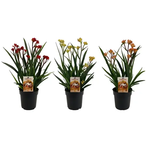 Anigozanthos mix T12 H40