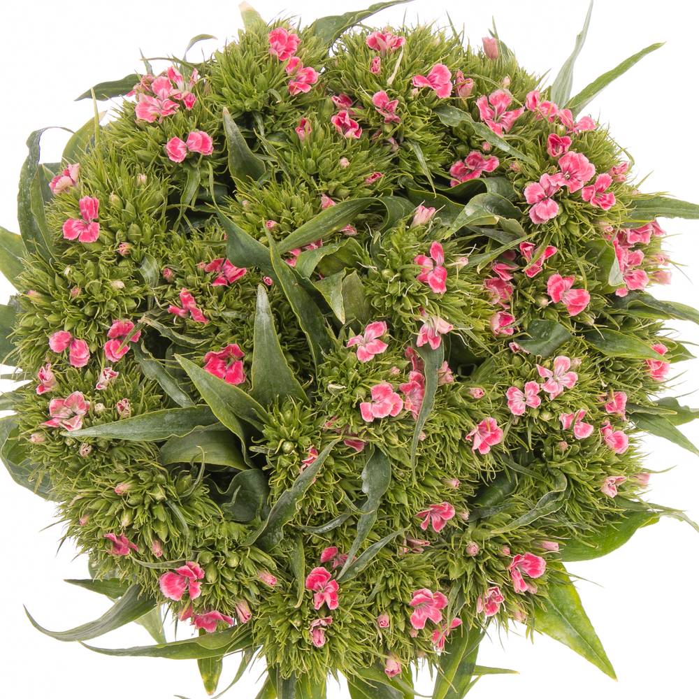 Bartnelke rosa Bündel 55cm