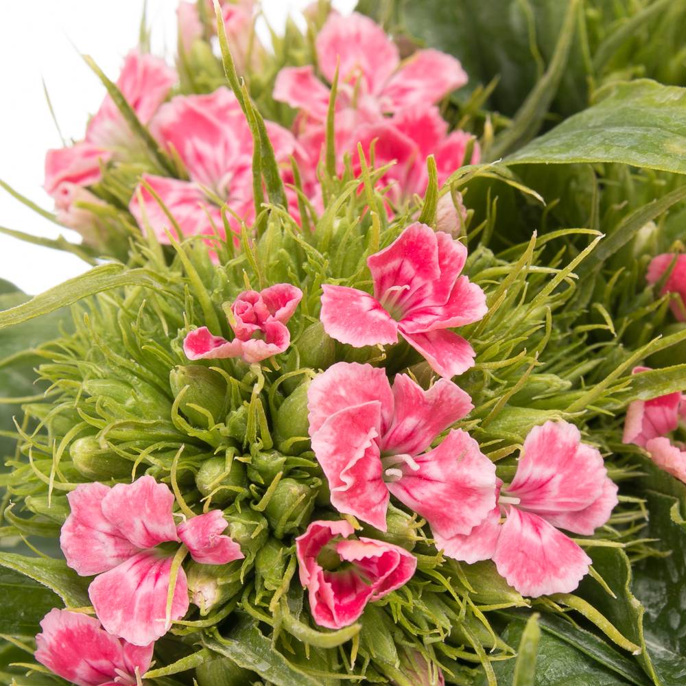 Bartnelke rosa Bündel 55cm