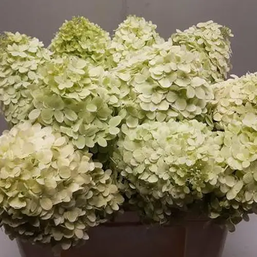 Hortensie hell grün Mag candle Bol 16cm 50cm